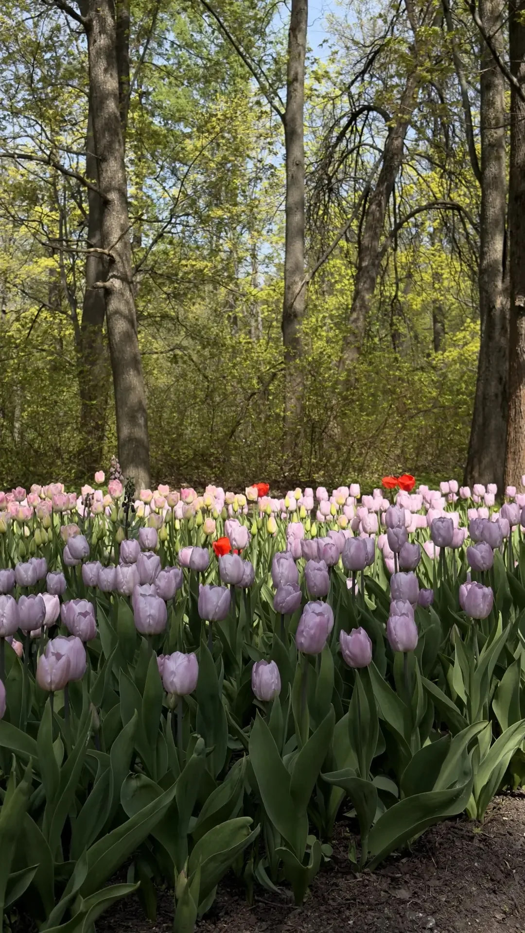 Докладываю, в ЦПКиО распустились почти все тюльпаны🌷Красота невероятная!