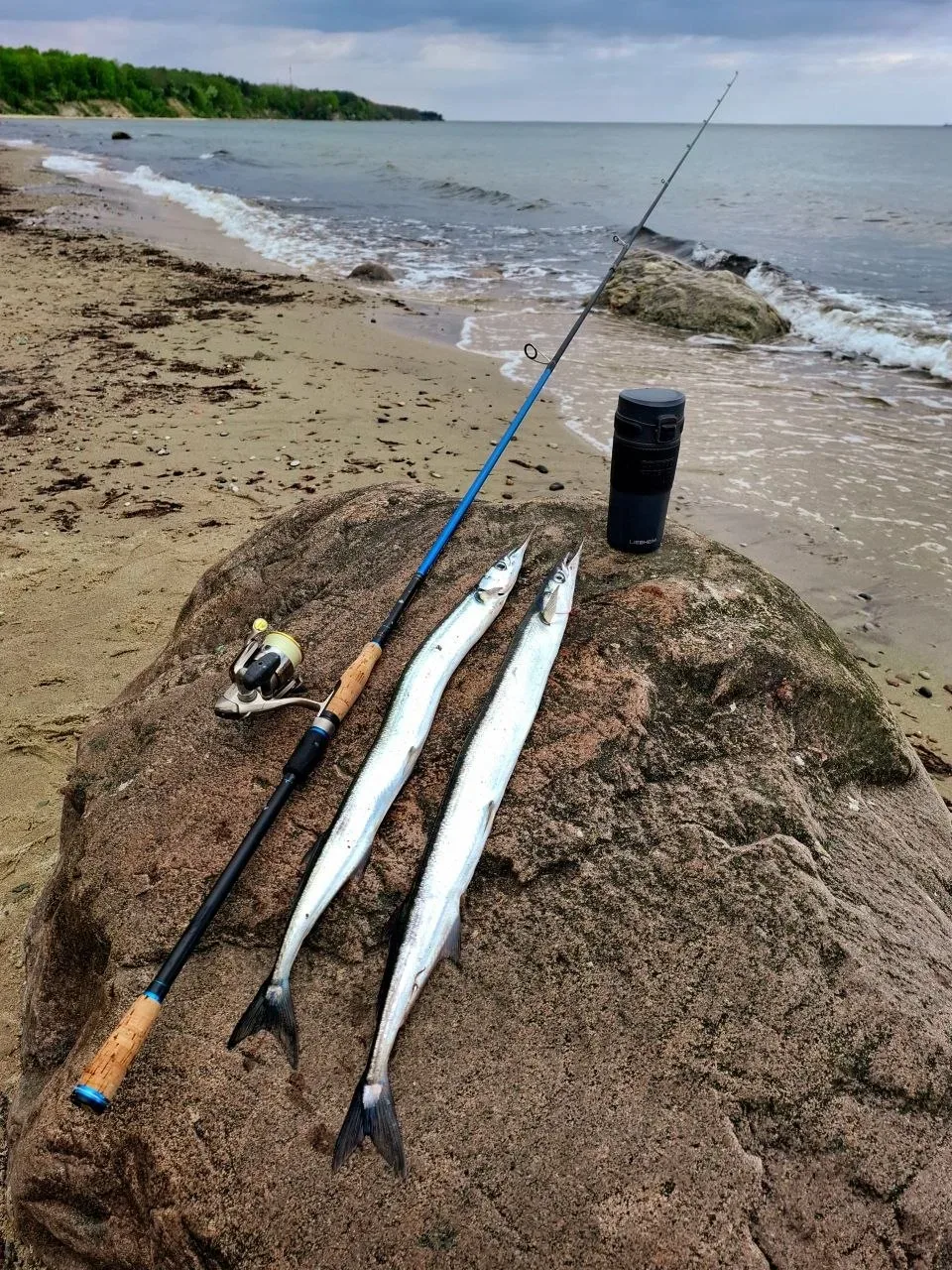 🐟🎣 В Калининградской области начался сезон ловли саргана  Рыбаки уже выходят на охоту за этой стреми