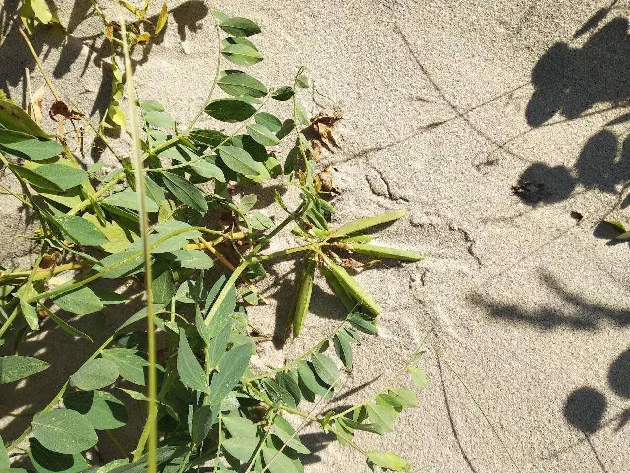 🌿🏖️ На Куршской косе растёт чина приморская — скромная, но главная в борьбе с подвижными песками.  Е