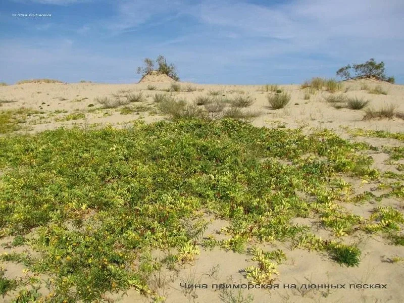 🌿🏖️ На Куршской косе растёт чина приморская — скромная, но главная в борьбе с подвижными песками.  Е