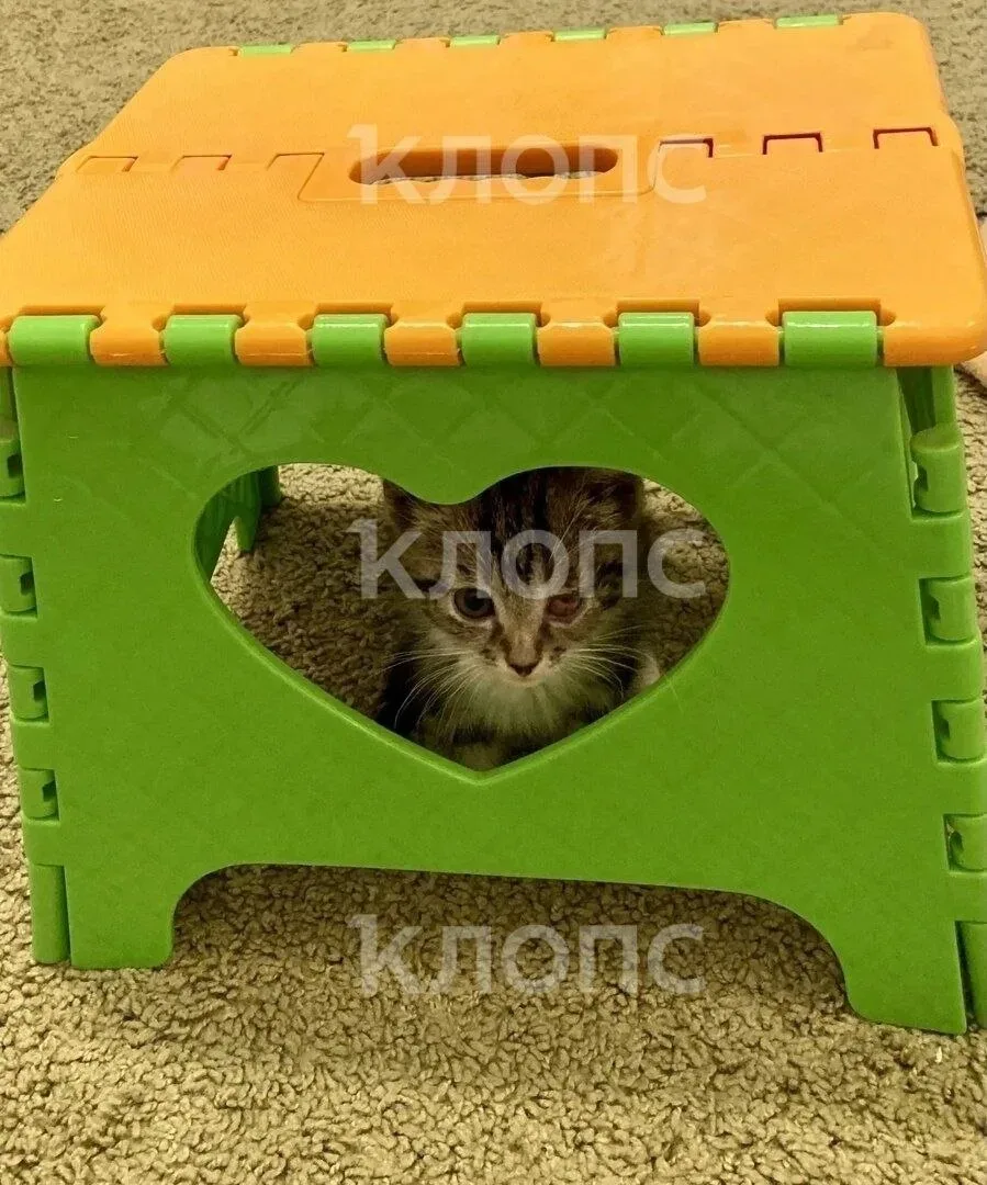 Калининградка выходила двухмесячную кошечку, которую подбросили к «Котофейне» в Зеленоградске  Мален