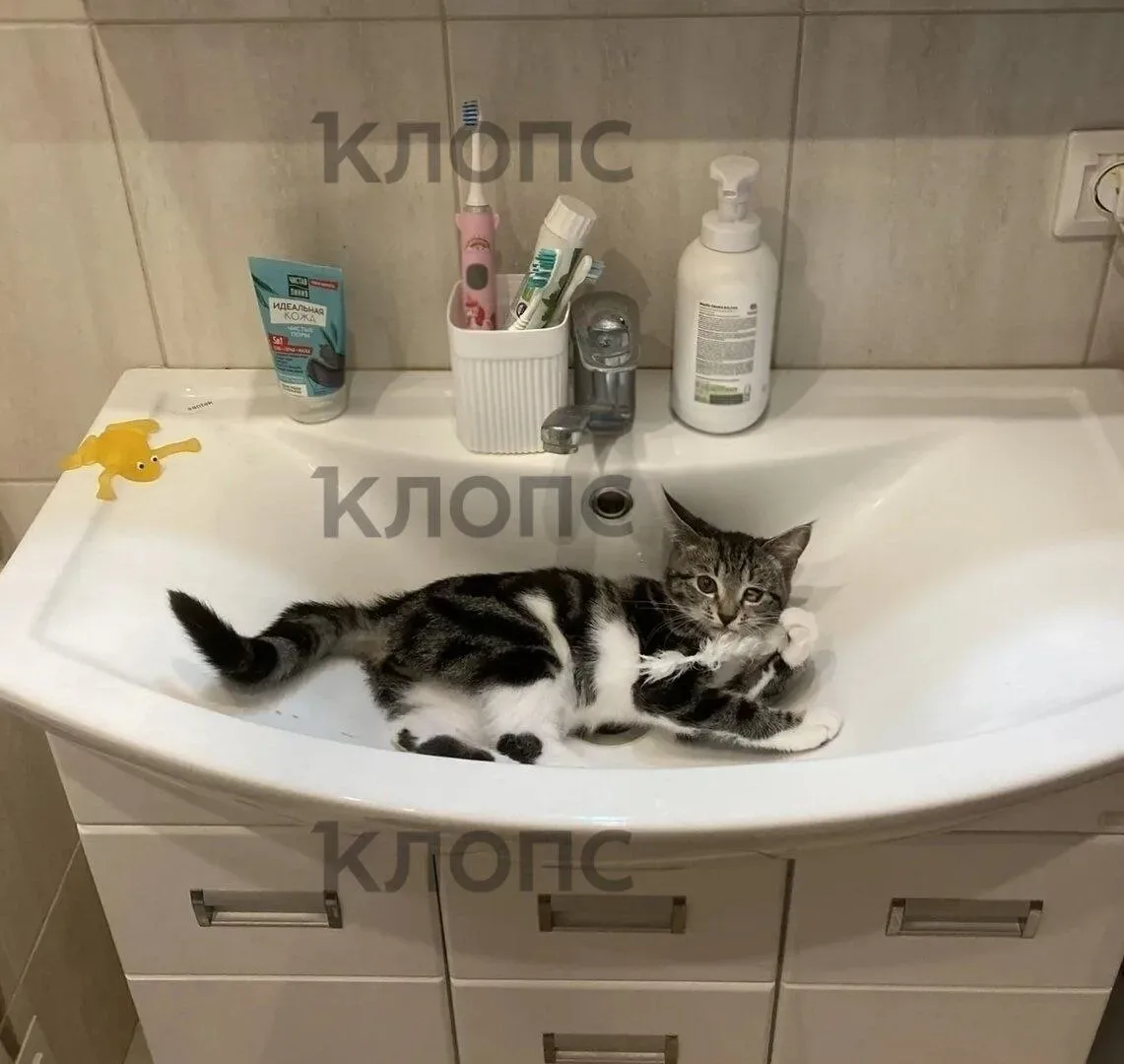 Калининградка выходила двухмесячную кошечку, которую подбросили к «Котофейне» в Зеленоградске  Мален