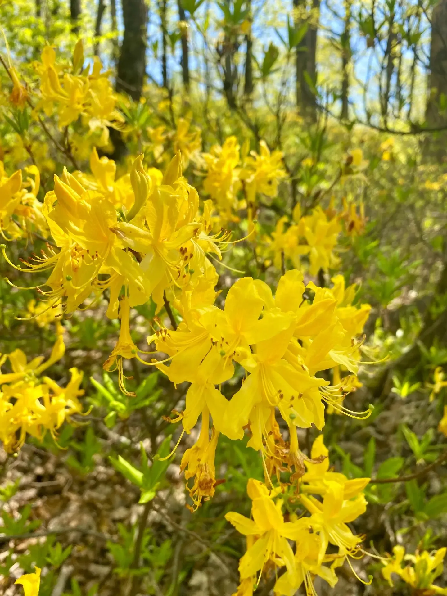 Так прошли наши 💛💚 праздники 9 мая. Кроме Оплепена, у нас сегодня еще были Шахан 1-2-3, Северная Осе