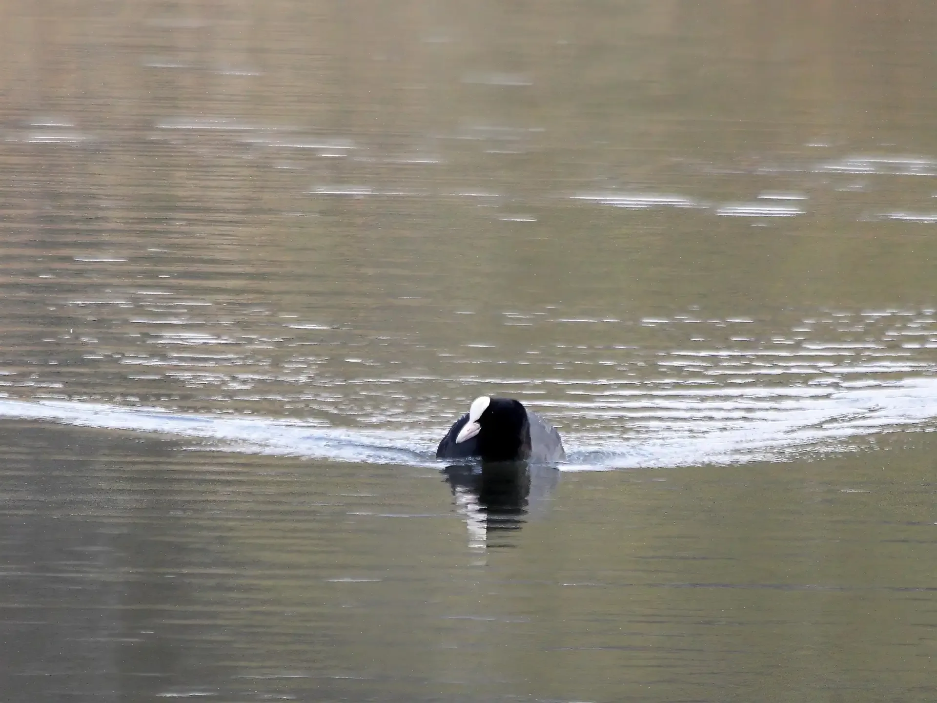 Хохлатые чернети и лысухи. При беглом взгляде достаточно похожи, но чернети - утки, то лысухи - родс