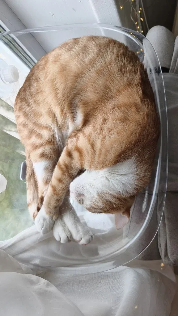 С твоим первым днём рождения, Мистер Персик 🍑🥰