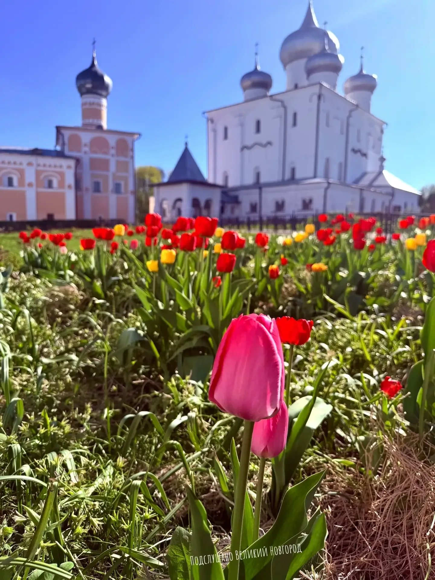 Цветочный Великий Новгород  📸Екатерина Ефимова