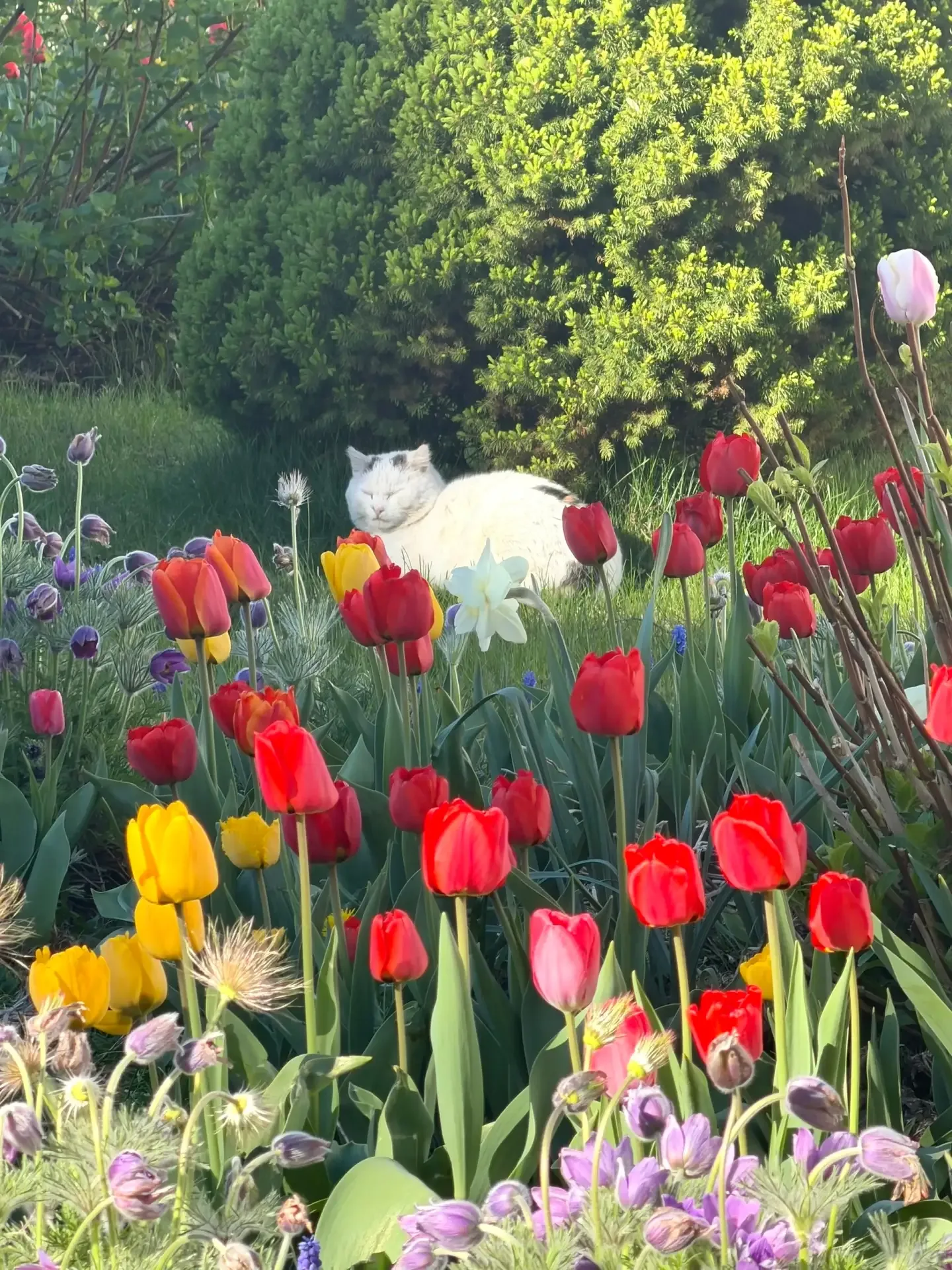 Цветочный Великий Новгород  📸Екатерина Ефимова