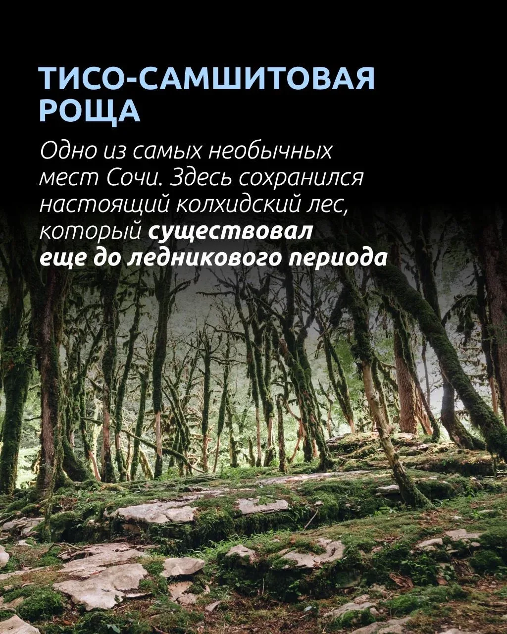 🦖 Кто сказал, что телепорта не существует?  Всего пара часов полета — и вы уже гуляете по лесу, кото