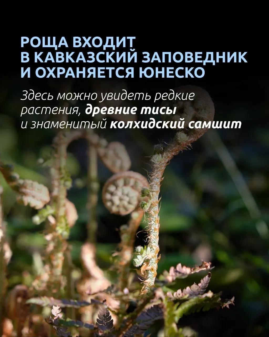 🦖 Кто сказал, что телепорта не существует?  Всего пара часов полета — и вы уже гуляете по лесу, кото