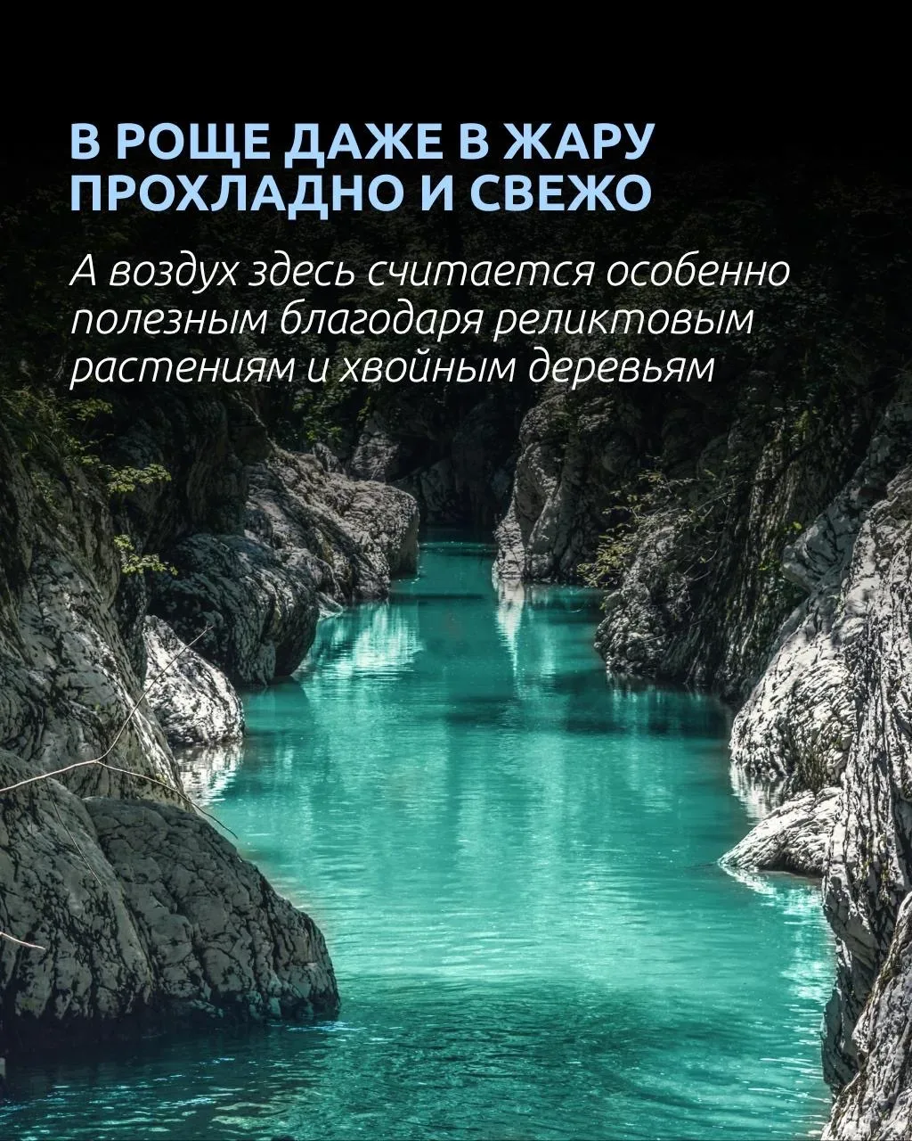 🦖 Кто сказал, что телепорта не существует?  Всего пара часов полета — и вы уже гуляете по лесу, кото