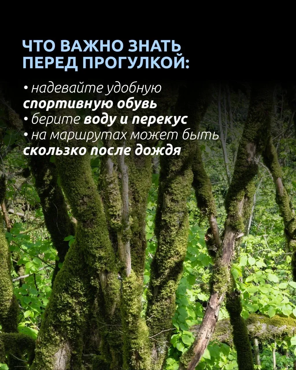 🦖 Кто сказал, что телепорта не существует?  Всего пара часов полета — и вы уже гуляете по лесу, кото