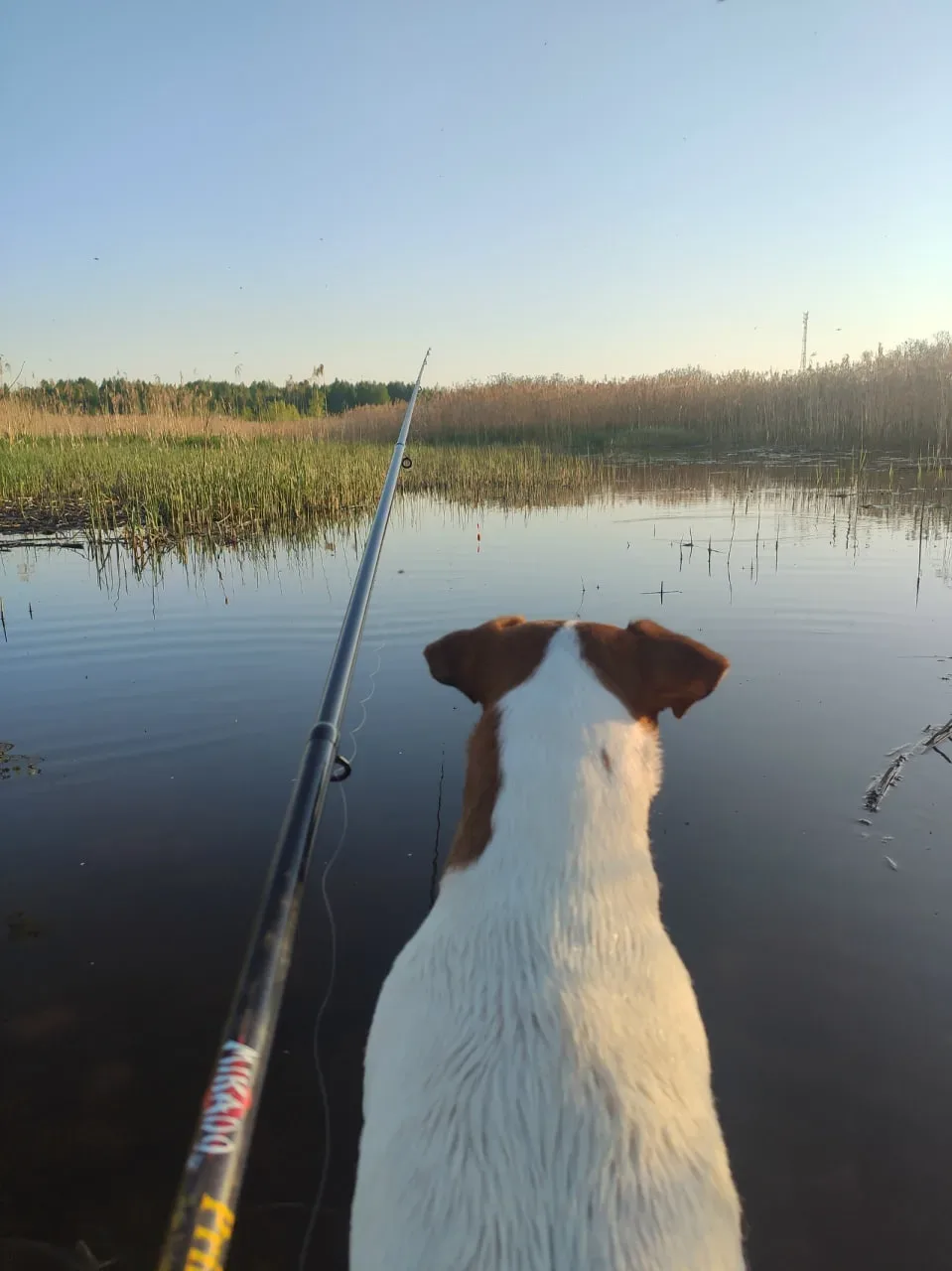 Верный спутник 🎣🐶  Умиротворяющими кадрами делятся жители Тверской области в соцсетях. А мы спешим п