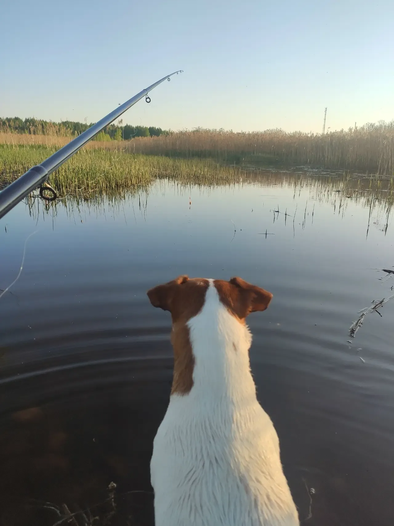 Верный спутник 🎣🐶  Умиротворяющими кадрами делятся жители Тверской области в соцсетях. А мы спешим п