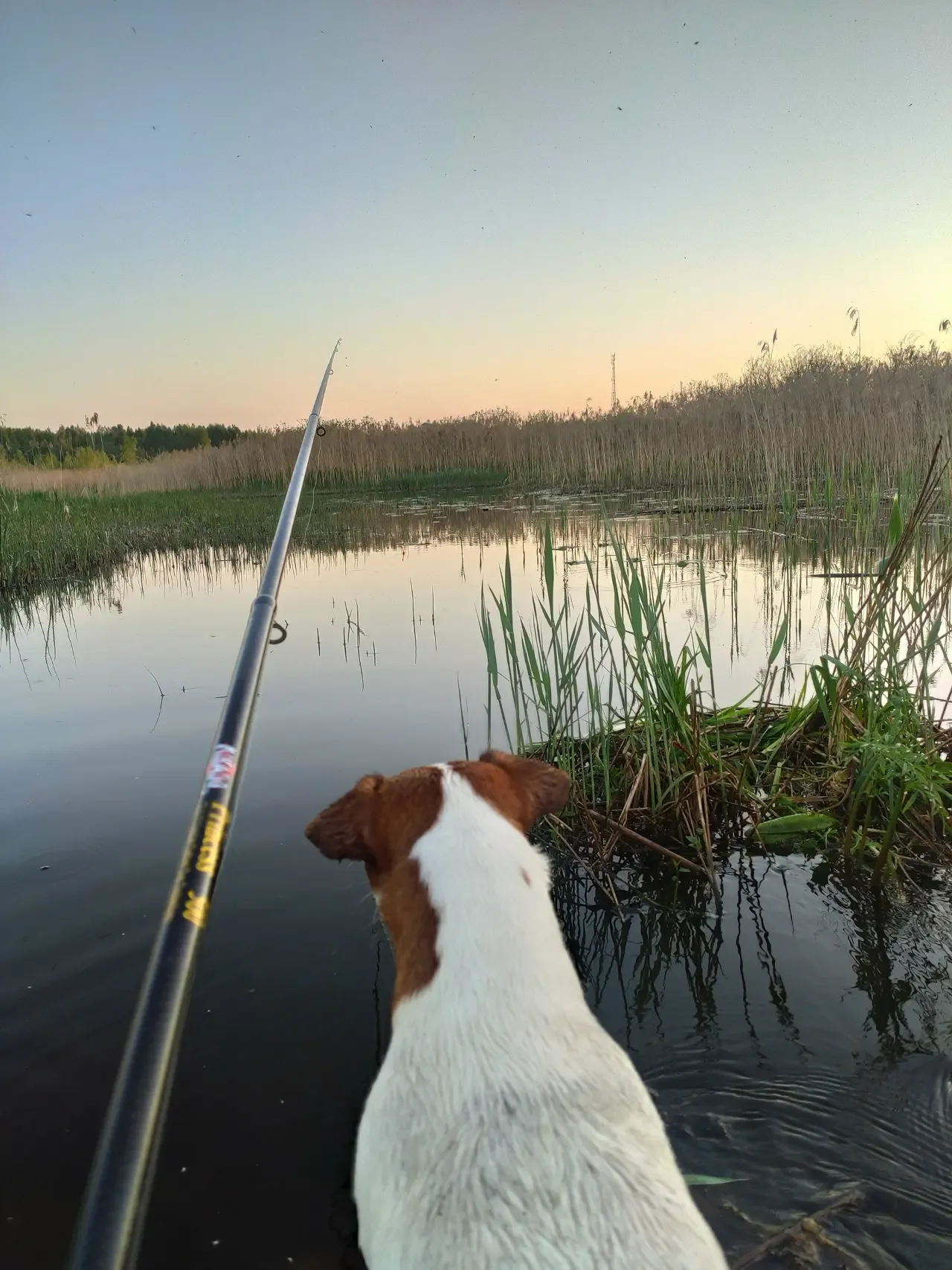 Верный спутник 🎣🐶  Умиротворяющими кадрами делятся жители Тверской области в соцсетях. А мы спешим п