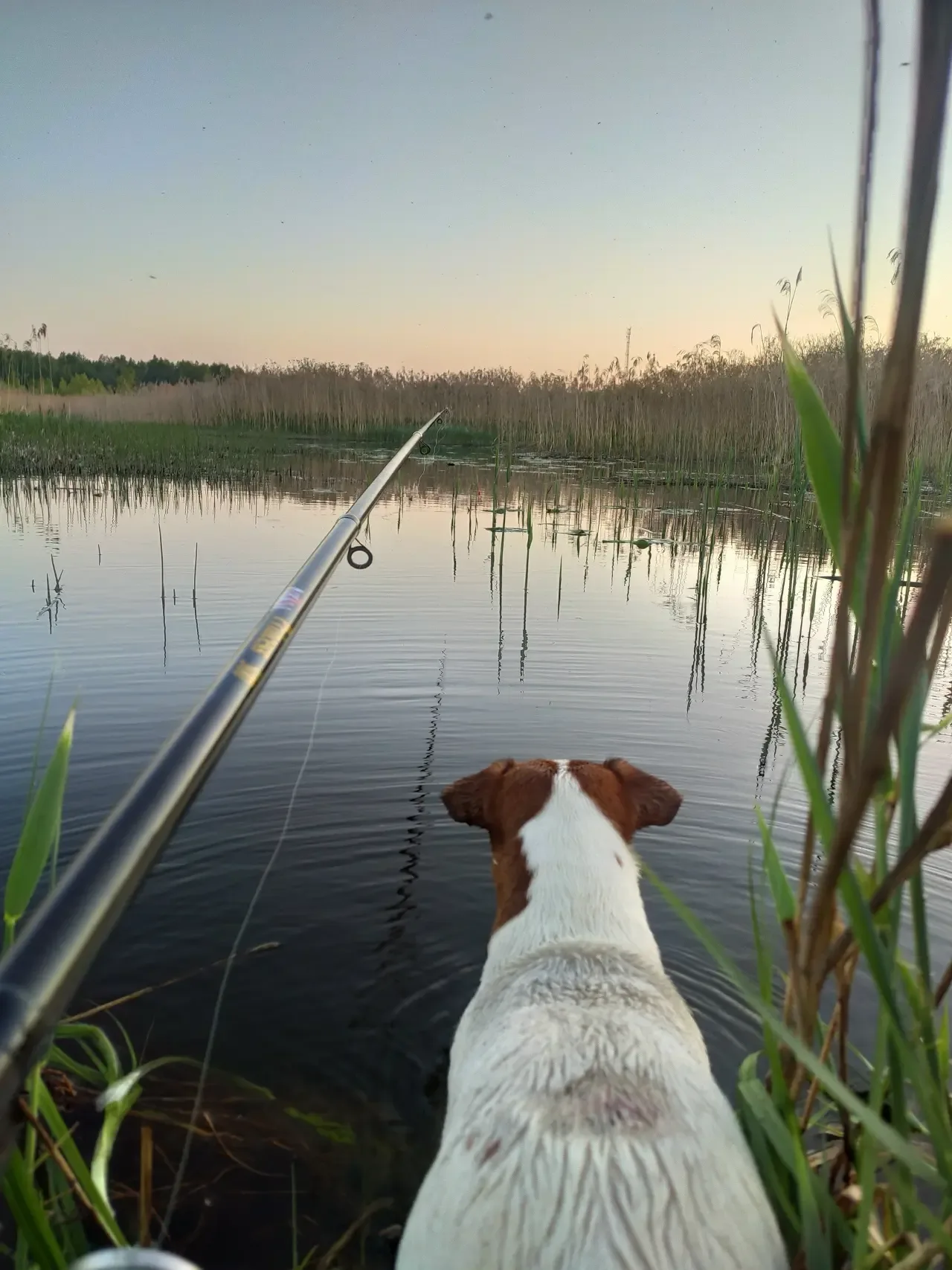 Верный спутник 🎣🐶  Умиротворяющими кадрами делятся жители Тверской области в соцсетях. А мы спешим п