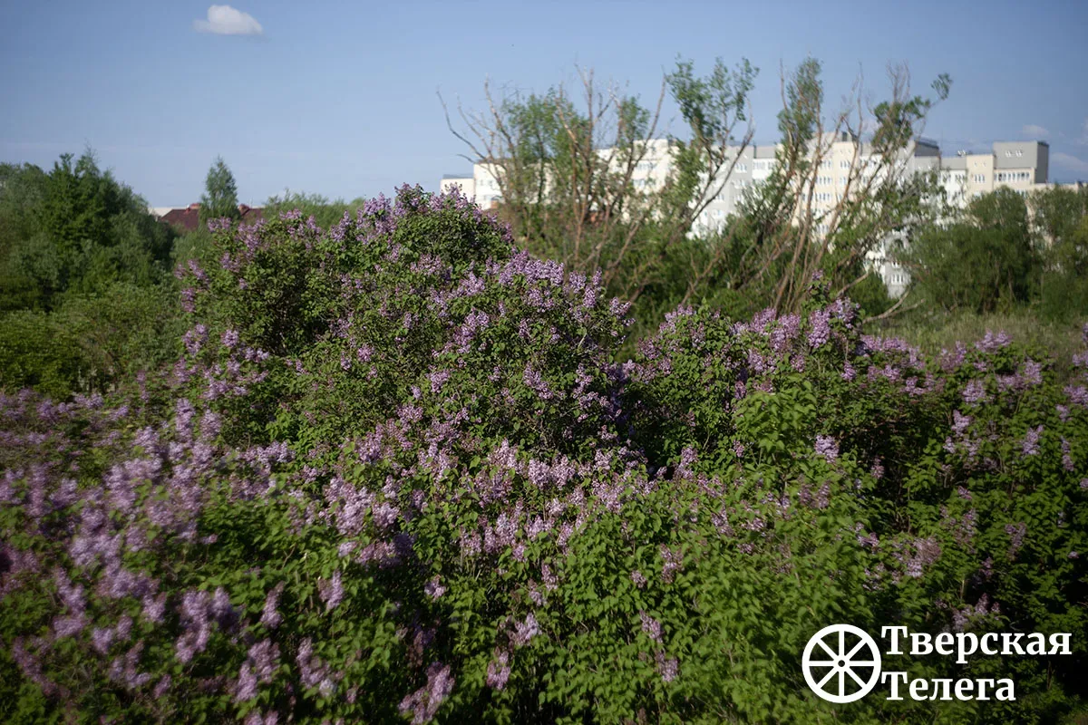 Сиреневое настроение 💜  Вот и настала в Твери пора цветения сирени. Период этот недолгий, но очень к