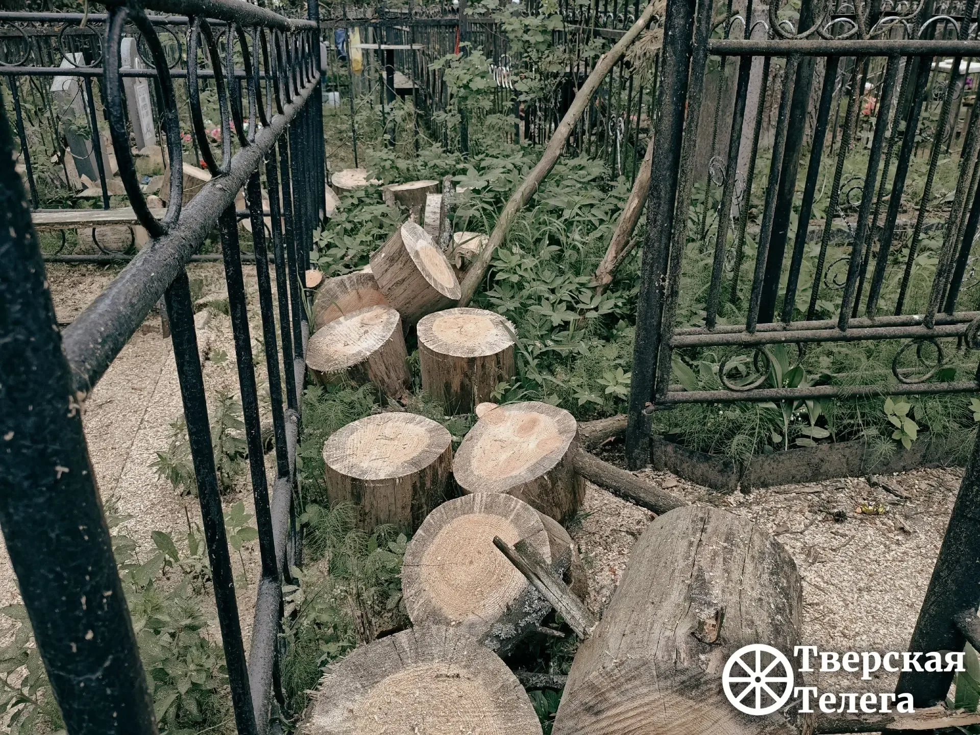 🌲😒 После урагана — разбирайтесь сами?  На кладбище в деревне Курово Калининского округа после апрель