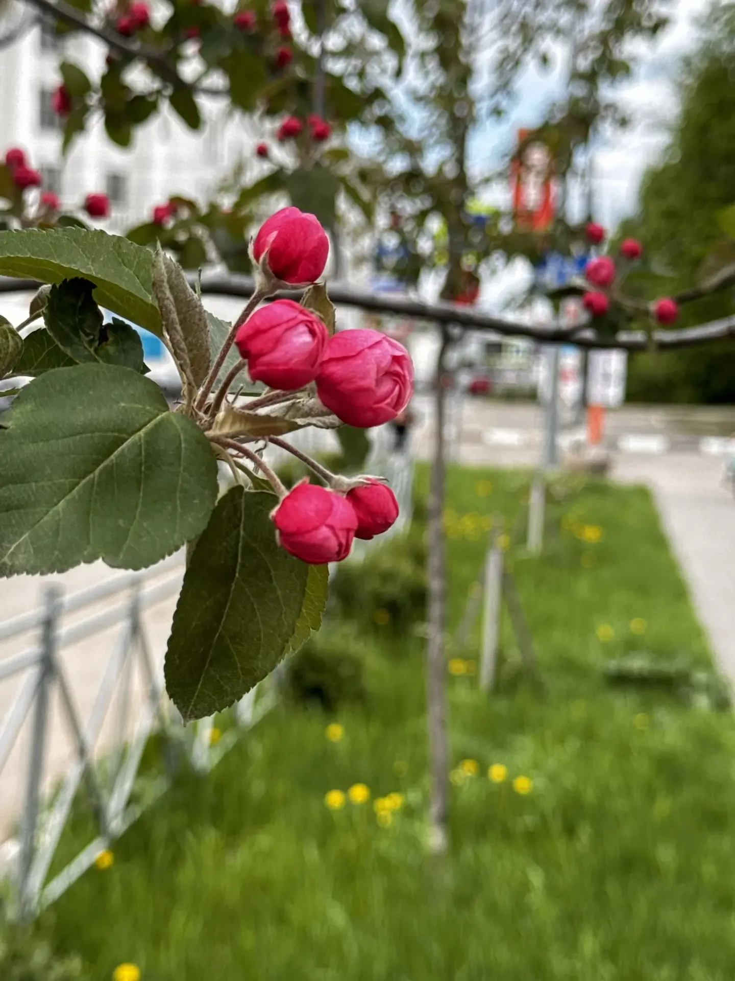 Время расцветать, Новомосковск!  ✨😉🌸