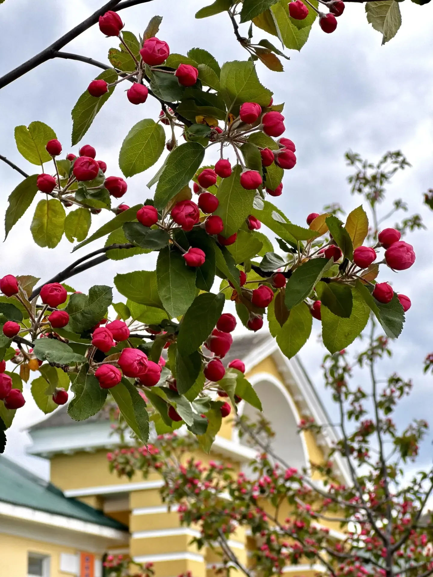 Время расцветать, Новомосковск!  ✨😉🌸