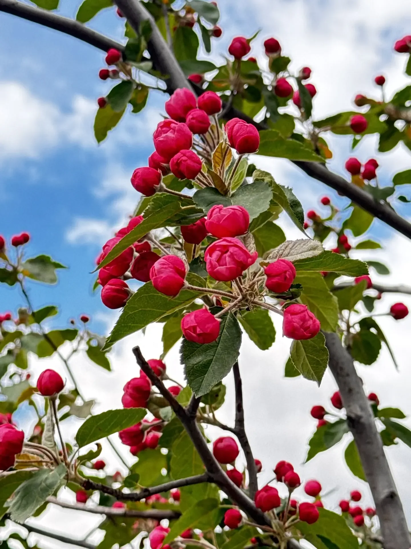 Время расцветать, Новомосковск!  ✨😉🌸