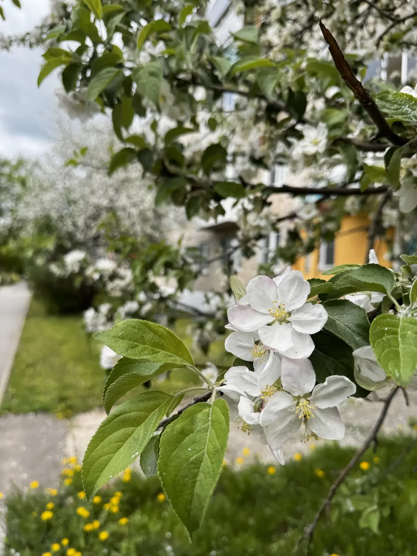 Время расцветать, Новомосковск!  ✨😉🌸