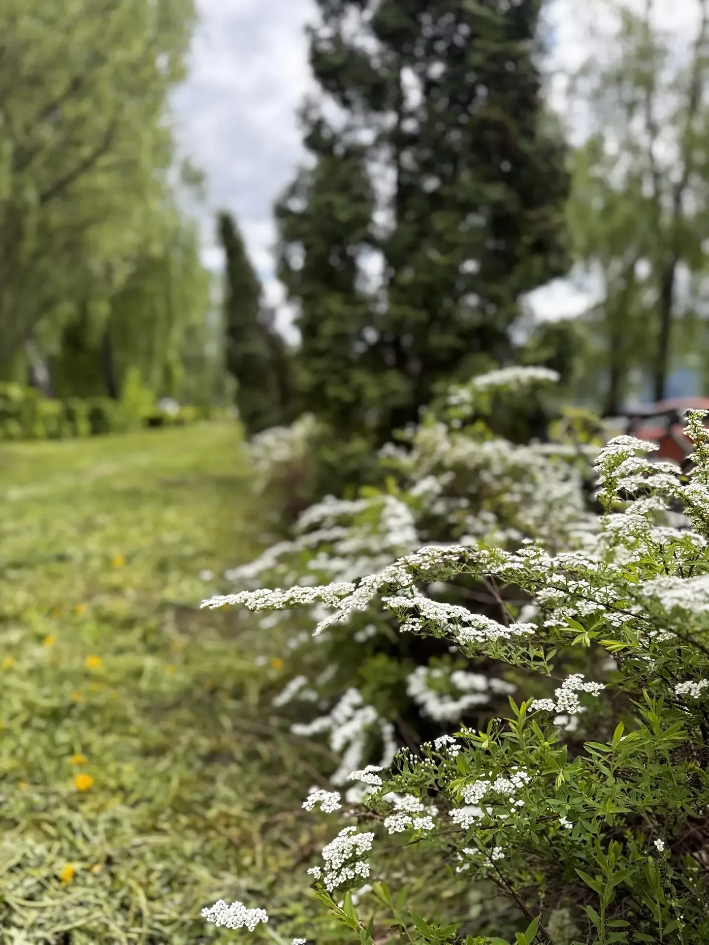 Время расцветать, Новомосковск!  ✨😉🌸
