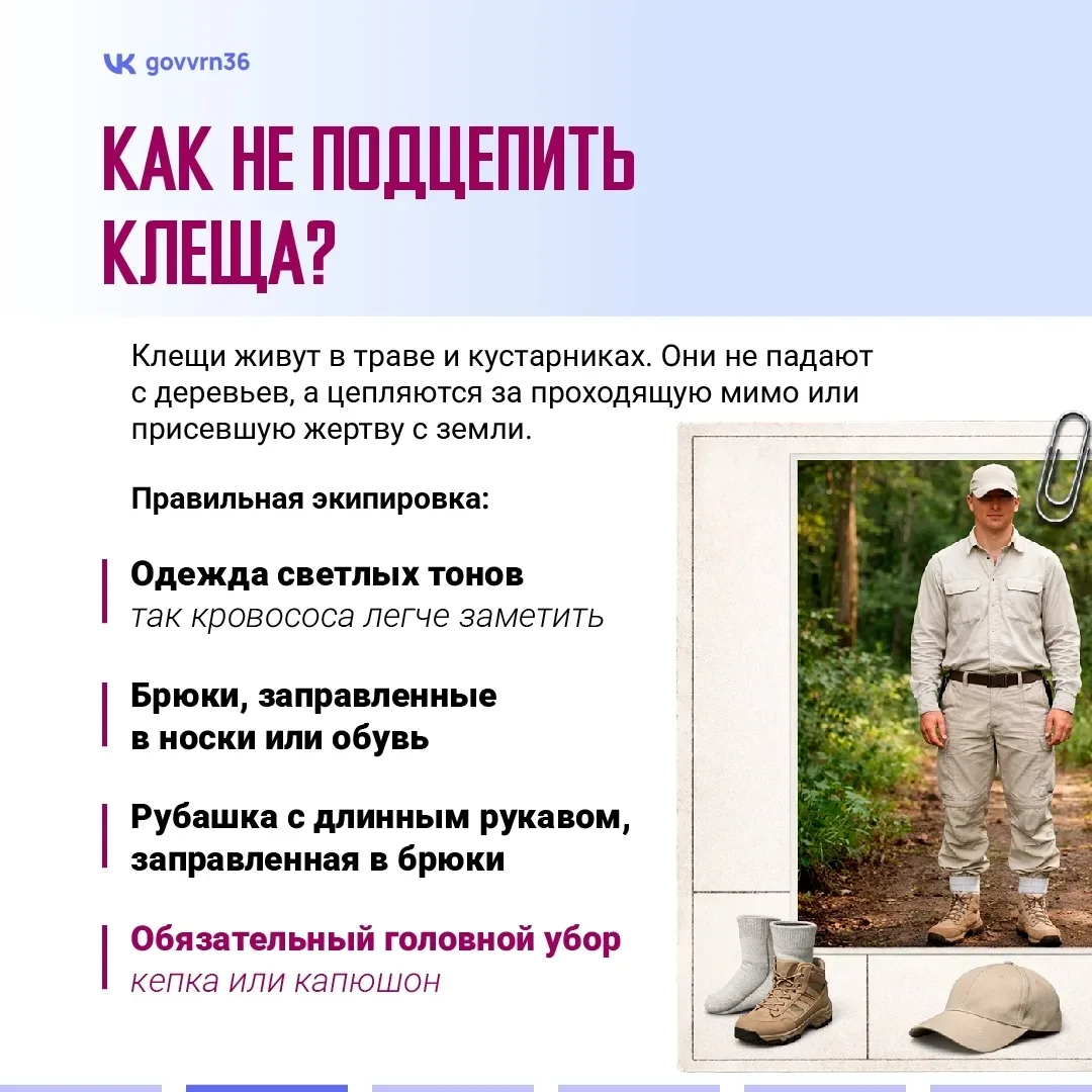 В регионе начался сезон активности клещей. Эти членистоногие могут не только испортить отдых на прир