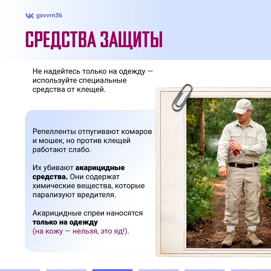В регионе начался сезон активности клещей. Эти членистоногие могут не только испортить отдых на прир