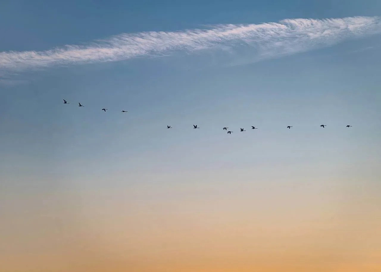 🦢 Лёд тронулся, лебеди прилетели: Обь у Салехарда освободилась.  16 мая в окружной столице прошёл ле