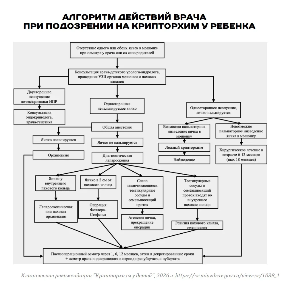 Спустя 11 лет обновлены клинические рекомендации по КРИПТОРХИЗМУ у детей  Ключевое:  🔹 Если яичко не