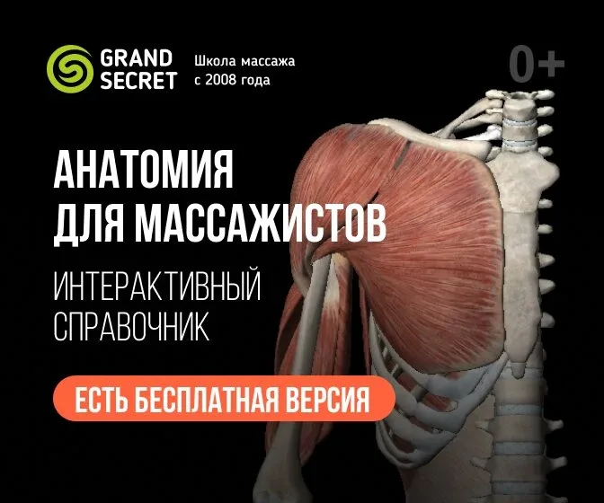 Бесплатный доступ к пособию по анатомии для массажистов  Начните изучать прикладную анатомию для мас