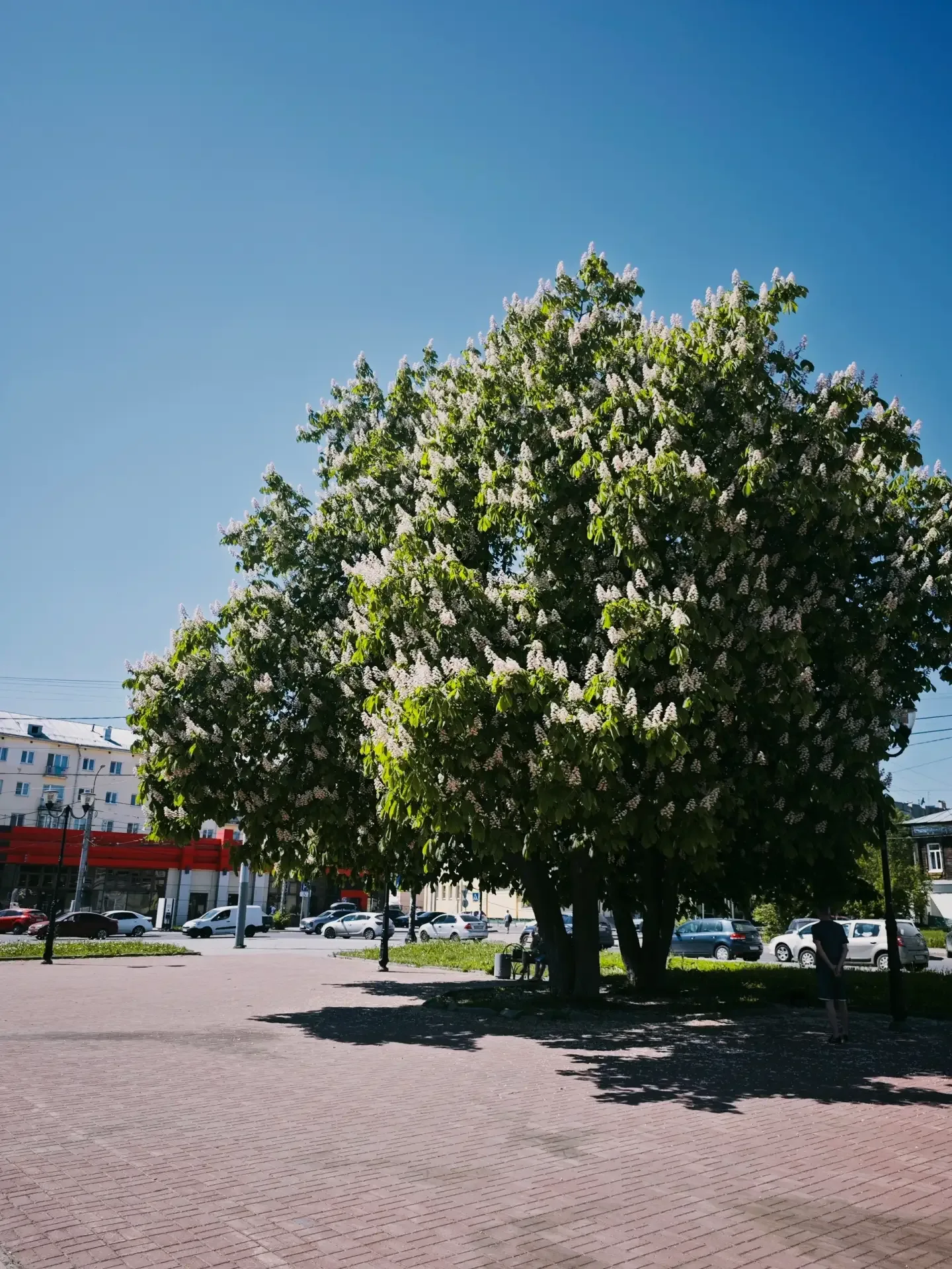 📍 В городе #Иваново на площади Победы цветут каштаны. Стоят как нарядные букеты — все в белых свечка