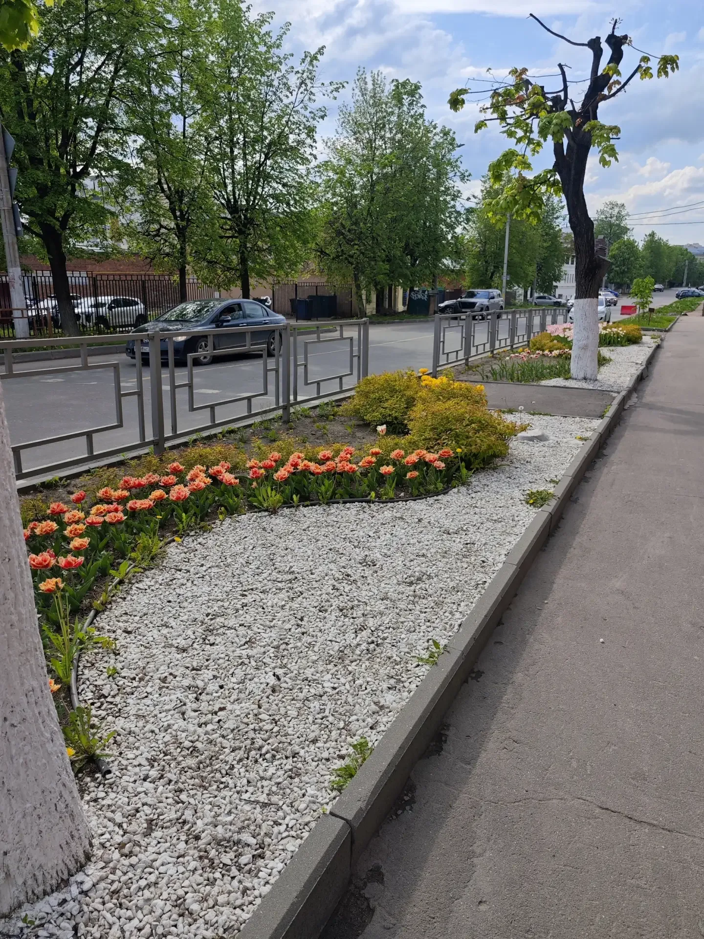 🌷 Ухоженный сквер у средней школы №26 с тюльпанами и красивыми цветочными композициями — радует глаз