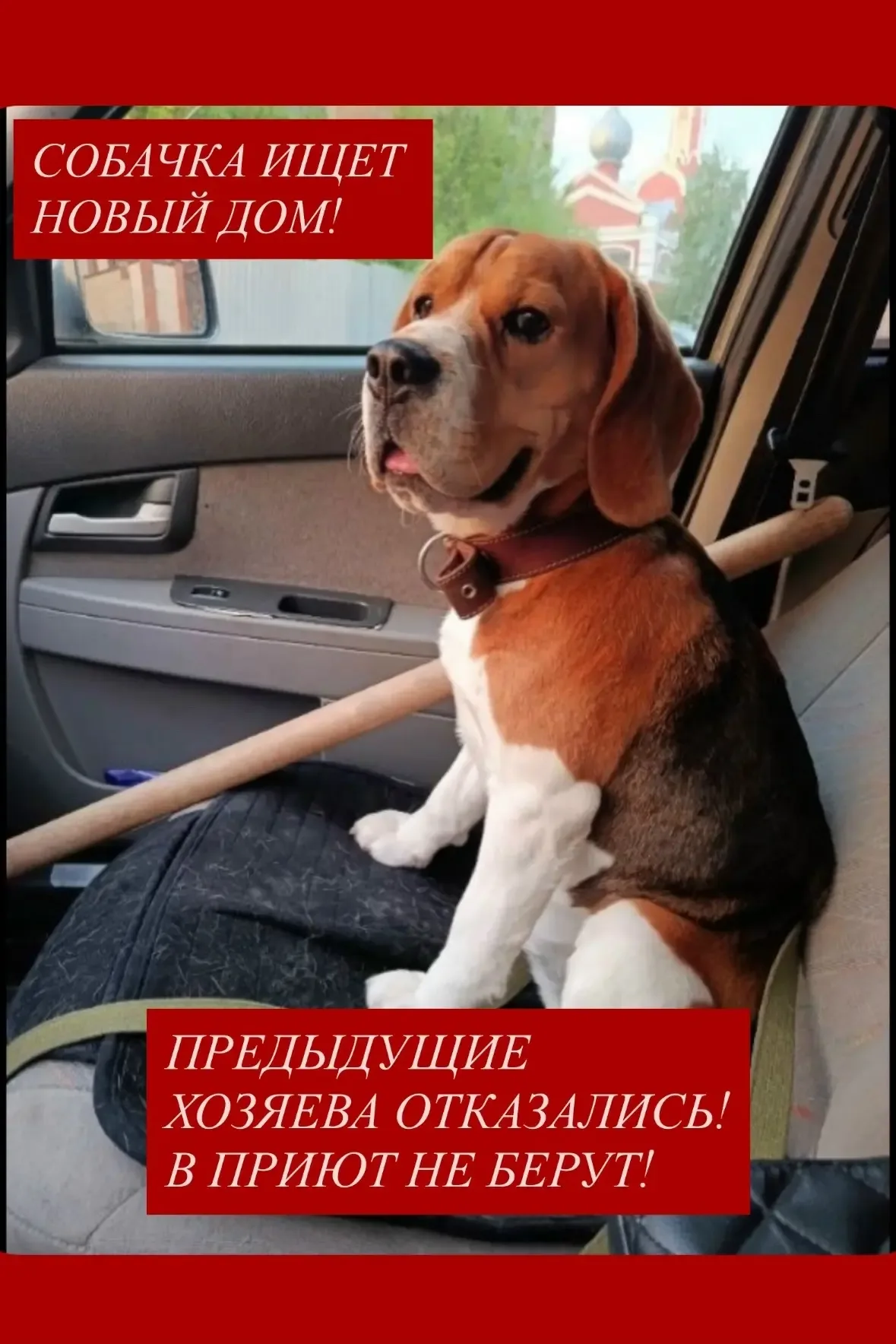Выложите пожалуйста!         ❗️ СОБАЧКА ИЩЕТ НОВЫЙ ДОМ ❗️ Предыдущие хозяева отказались,в приют не б