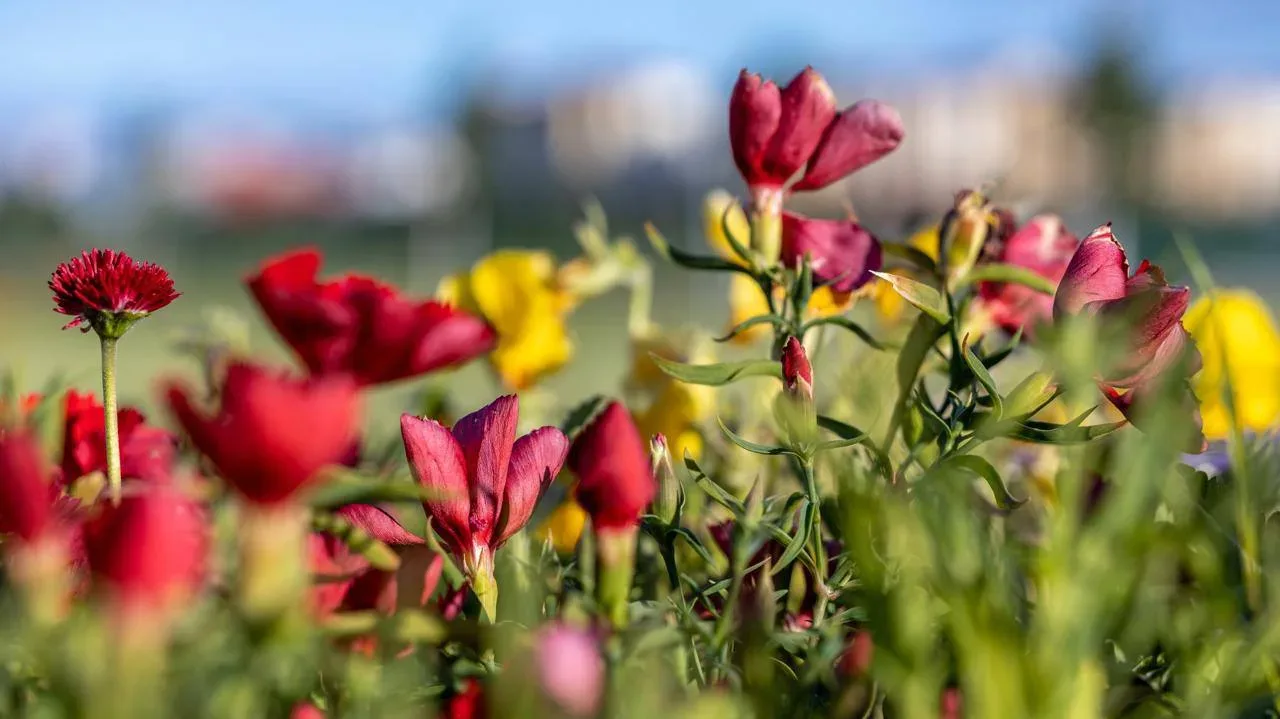 💐 Ямал готовится к цветочному сезону  Во всех муниципалитетах округа стартует масштабное озеленение: