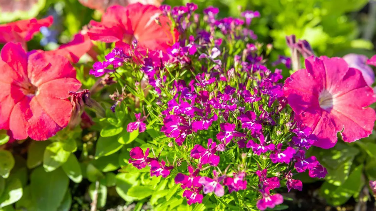💐 Ямал готовится к цветочному сезону  Во всех муниципалитетах округа стартует масштабное озеленение: