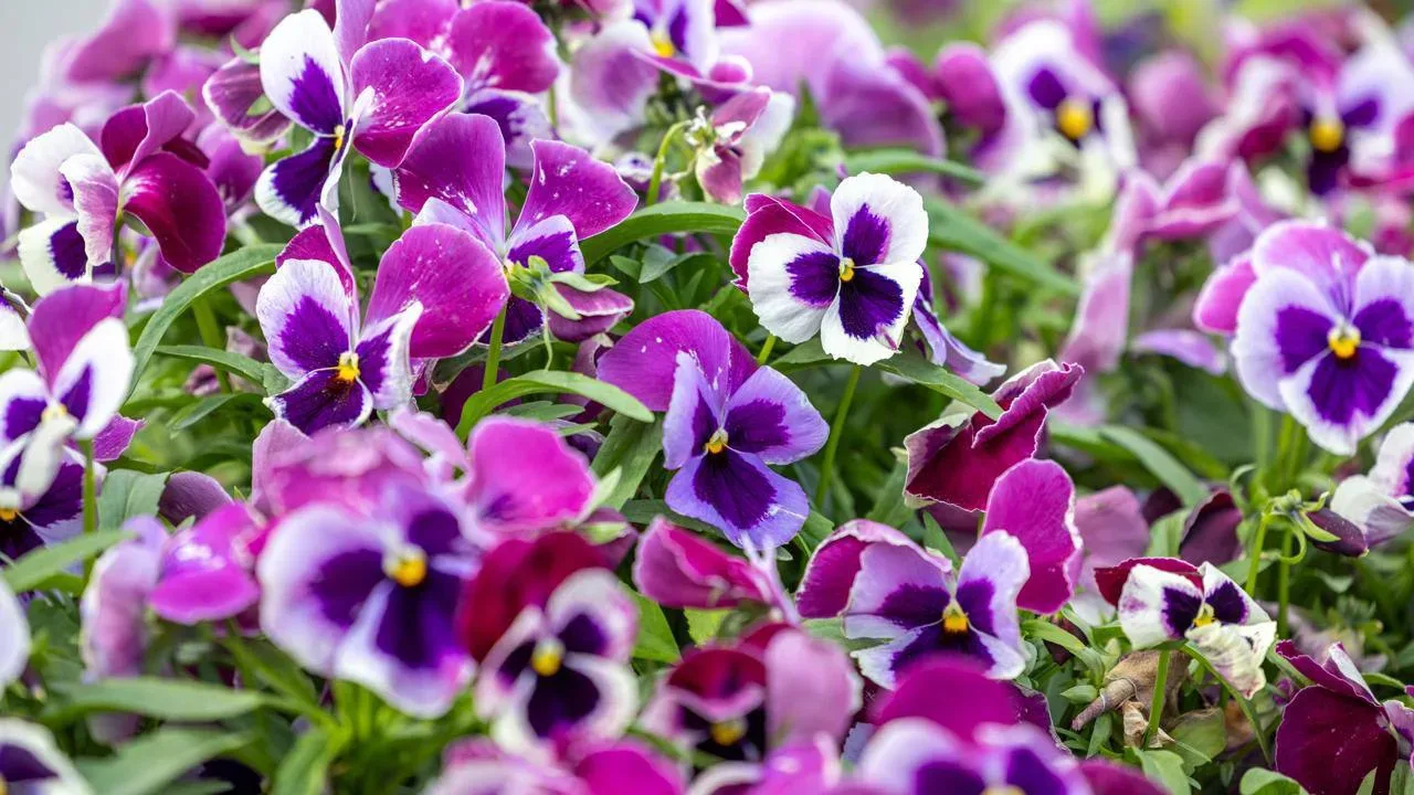 💐 Ямал готовится к цветочному сезону  Во всех муниципалитетах округа стартует масштабное озеленение: