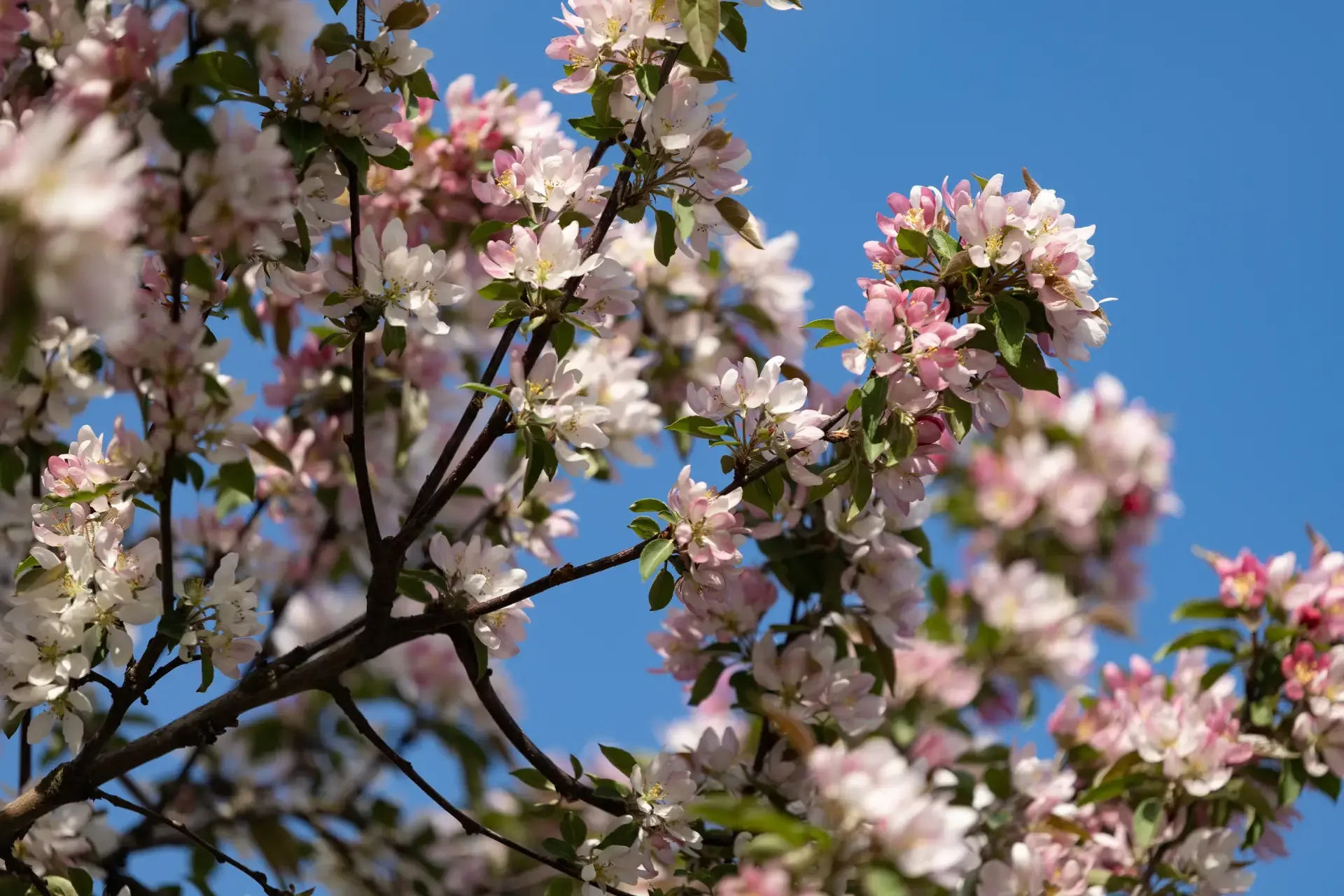 Доброе субботнее утро! 🌸  Цветущие деревья шепчут: «Пора гулять!»  Наслаждаемся майским солнцем, аро