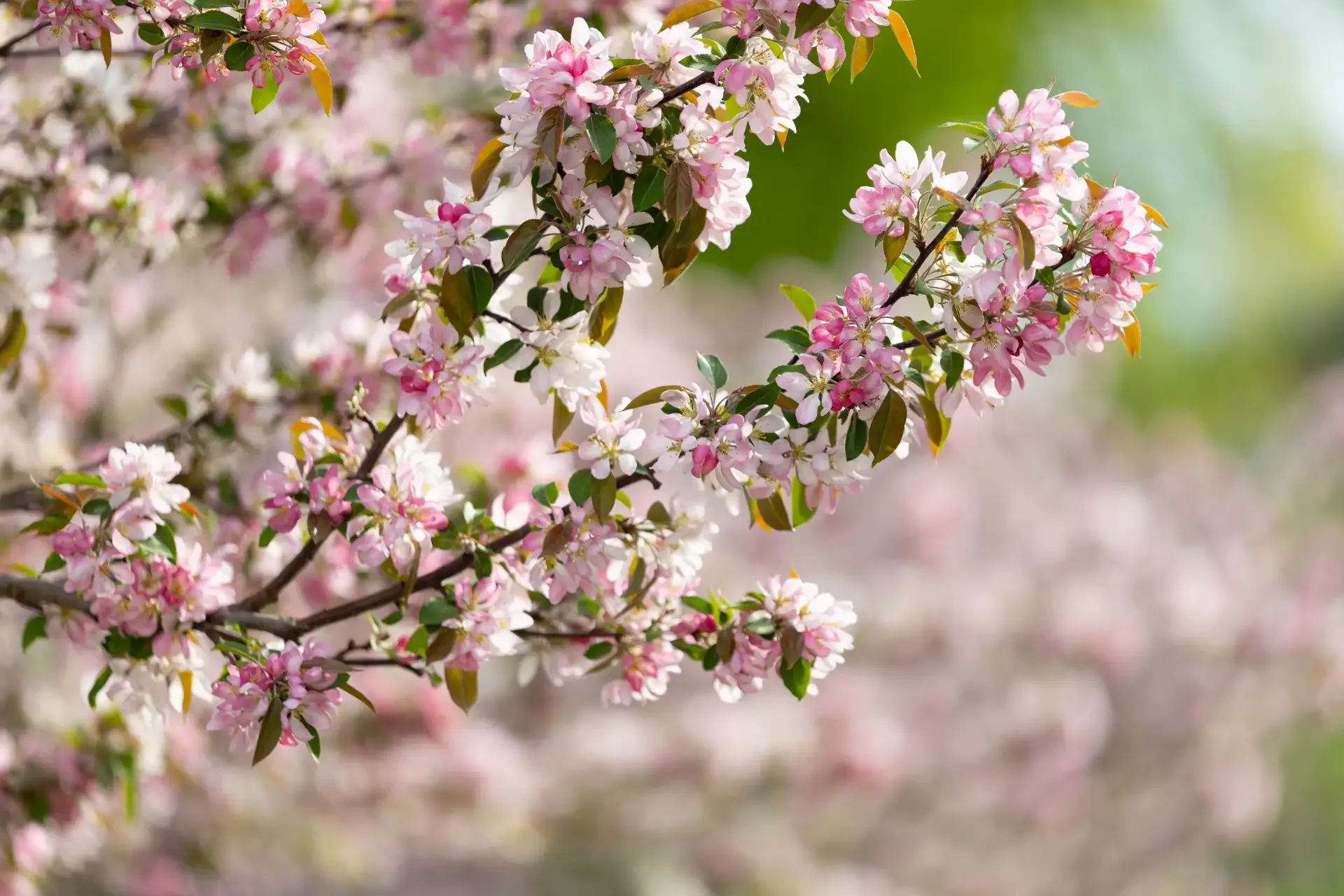 Доброе субботнее утро! 🌸  Цветущие деревья шепчут: «Пора гулять!»  Наслаждаемся майским солнцем, аро