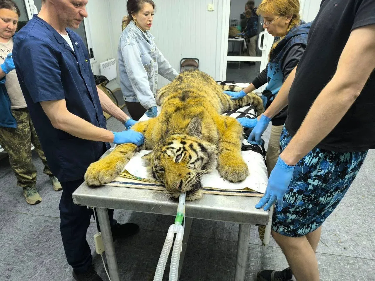 🐅 Годовалого амурского тигра без матери доставили в центр реабилитации в Приморье  Молодой амурский 
