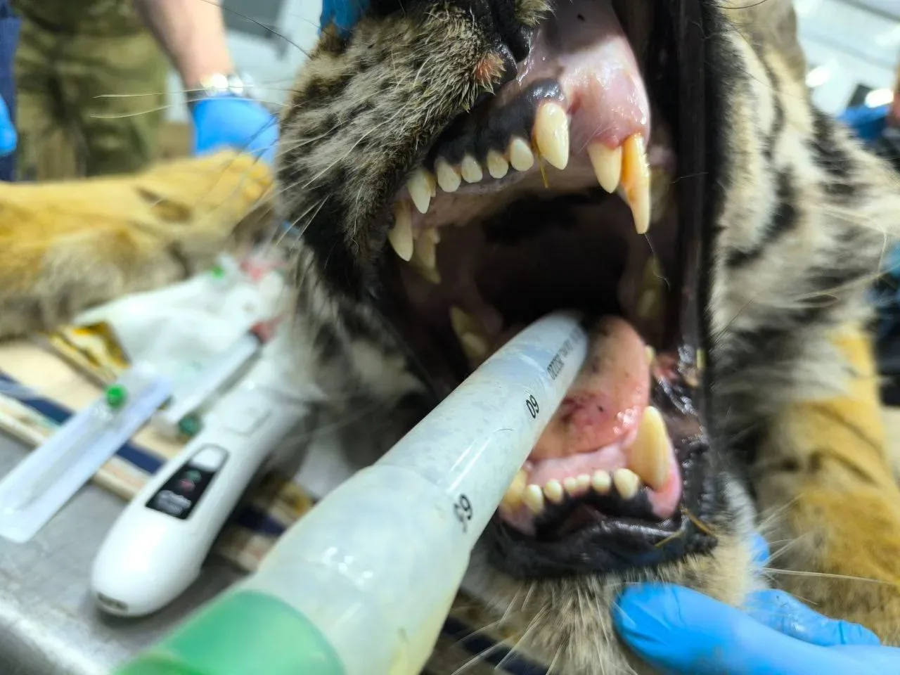 🐅 Годовалого амурского тигра без матери доставили в центр реабилитации в Приморье  Молодой амурский 