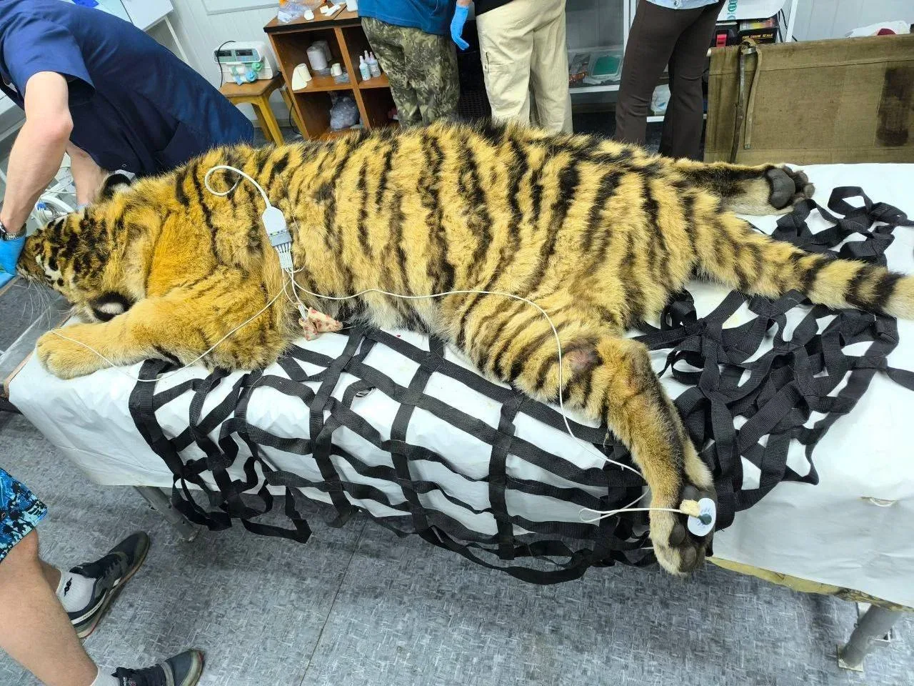 🐅 Годовалого амурского тигра без матери доставили в центр реабилитации в Приморье  Молодой амурский 
