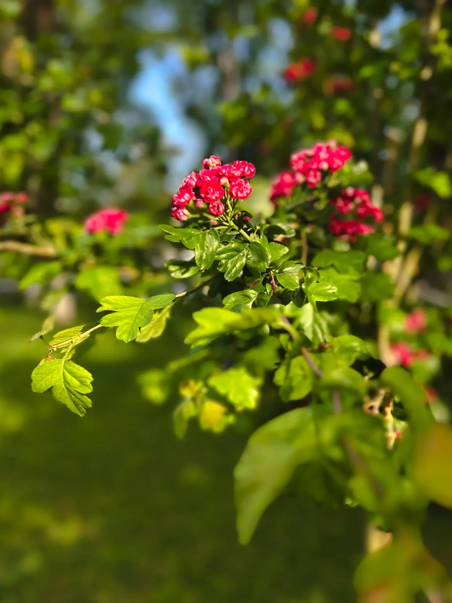 Весна в столице Адыгеи 🌿🌇  Спасибо нашим подписчикам за эти прекрасные кадры!  Приглашаем всех присо