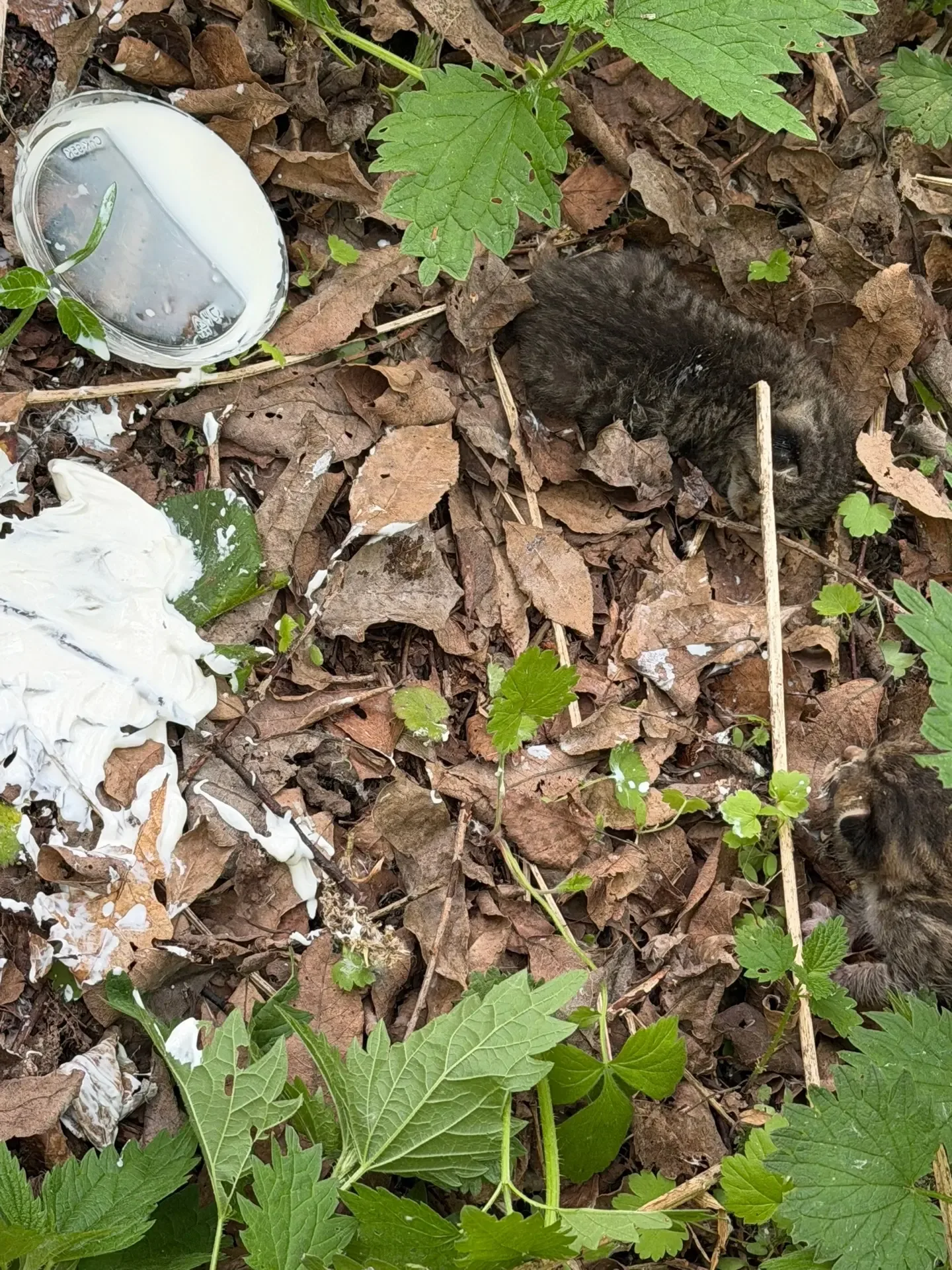 В лесу Домодедово (вход с частного сектора , ул. Тенистая )  Выкинули котят в пакете , один уже умер