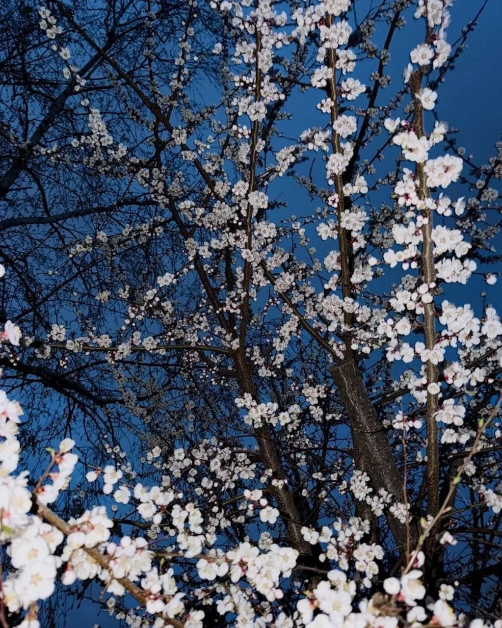🌸 Нежная красота весеннего Воронежа!  Делитесь в комментариях своими фото нашего города ⤵️  🔲🔲 Куда 