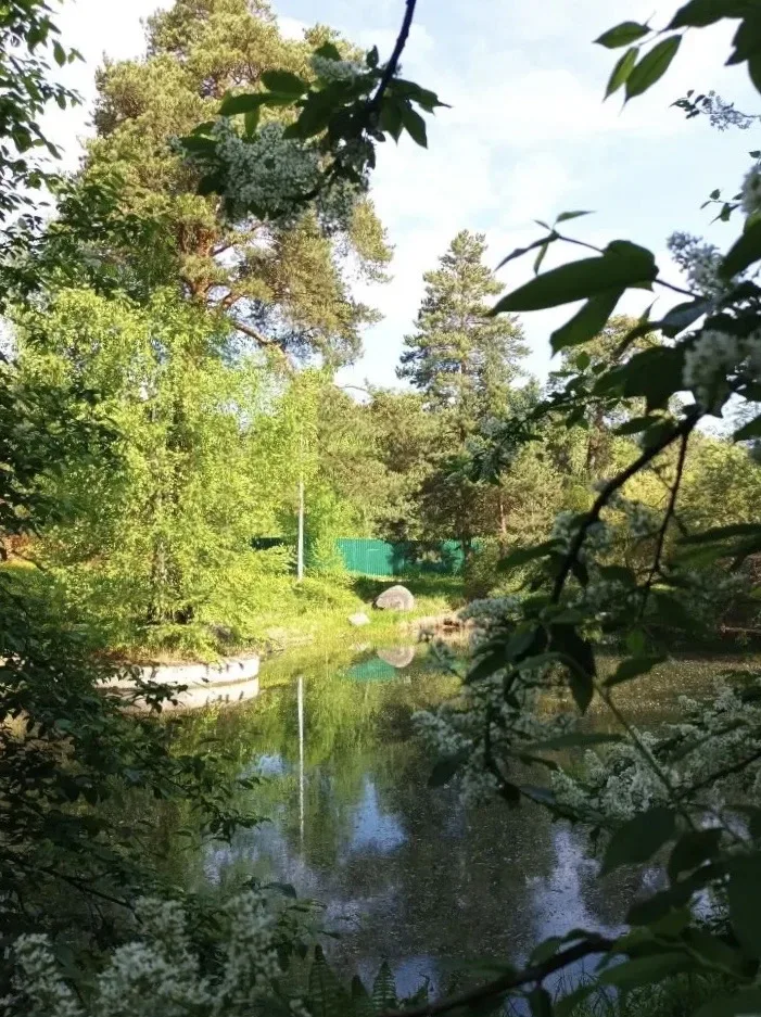 🌲Весна на пруду в Глухово  📸: Алексей Иванов  Подпишись на @ilinskoe_news в МАХ и Telegram