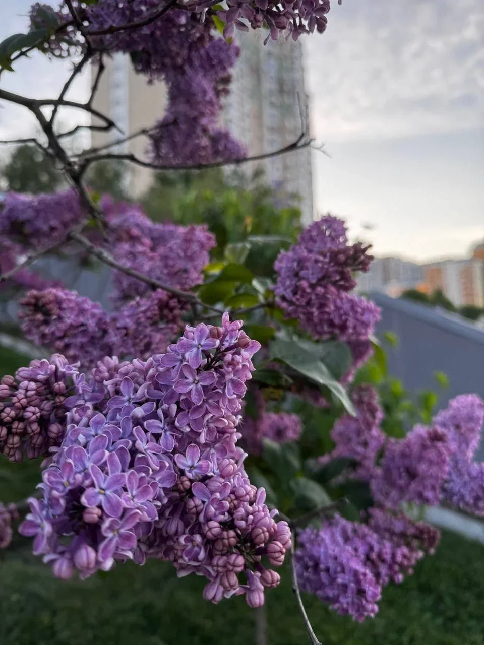 🌸 Павшинская Пойма во всю цветет  Подписаться на @krasnogorsk_oblast