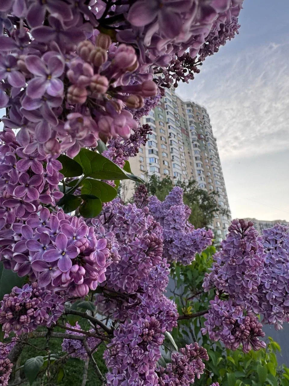 🌸 Павшинская Пойма во всю цветет  Подписаться на @krasnogorsk_oblast