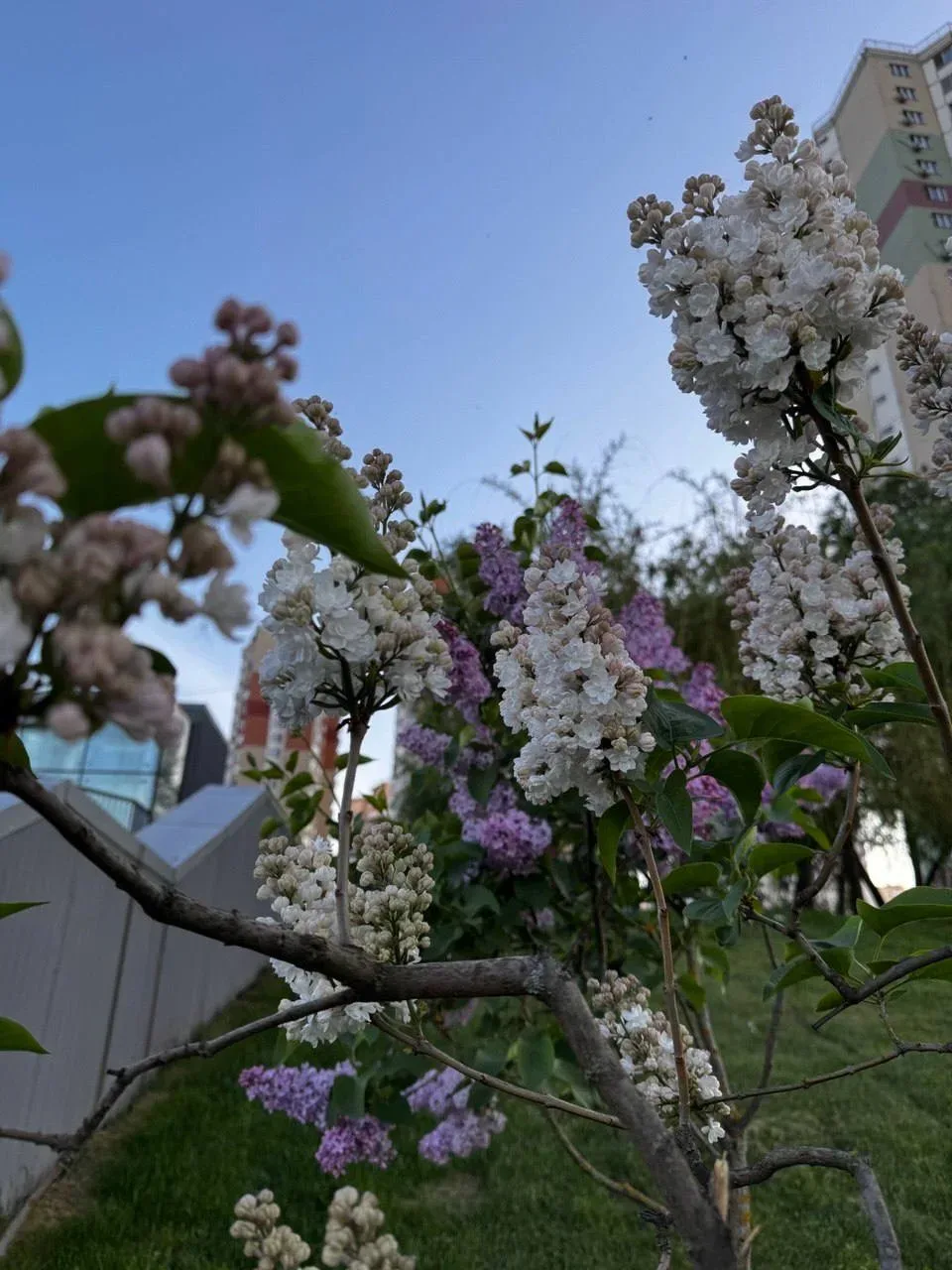 🌸 Павшинская Пойма во всю цветет  Подписаться на @krasnogorsk_oblast