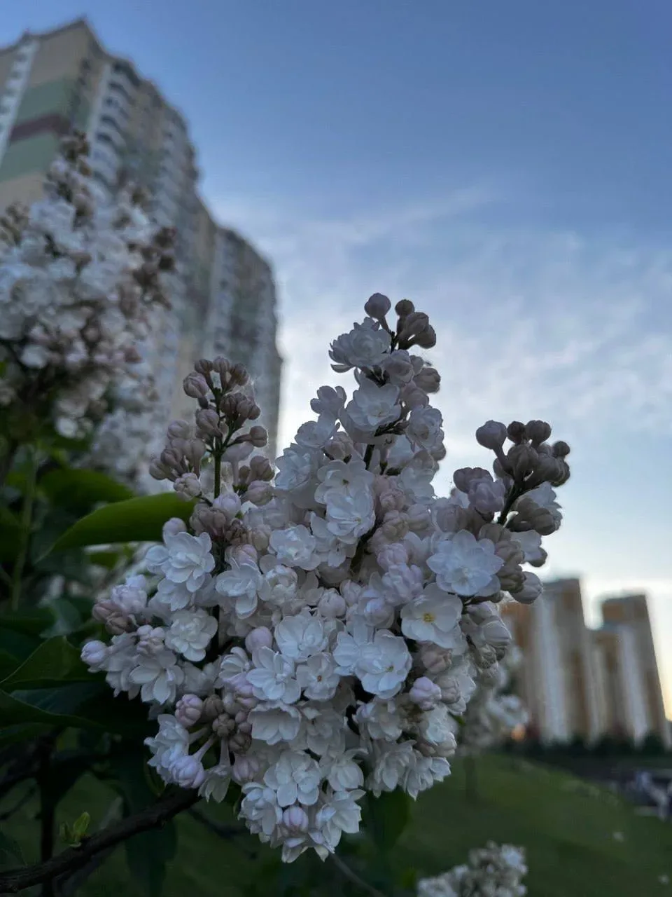 🌸 Павшинская Пойма во всю цветет  Подписаться на @krasnogorsk_oblast